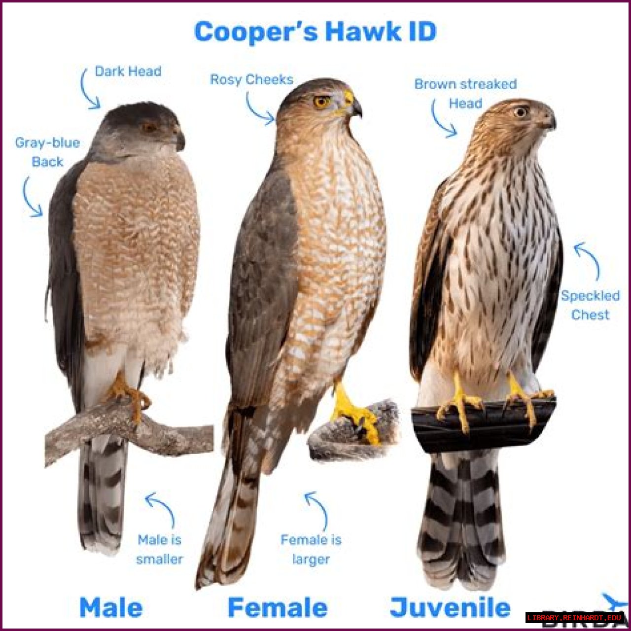 Dominic Cooper's Height And Its Impact